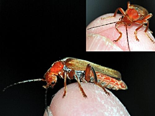 Cantharis livida