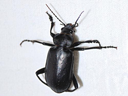 Réf. 70 116 : Calosoma maderae