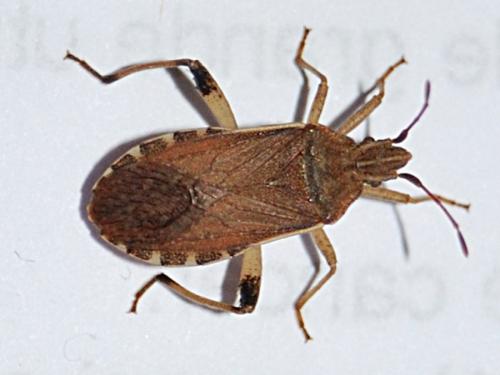 Ceraleptus obtusus