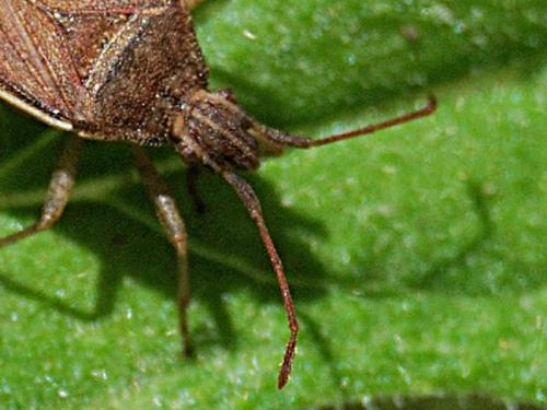 Ceraleptus obtusus