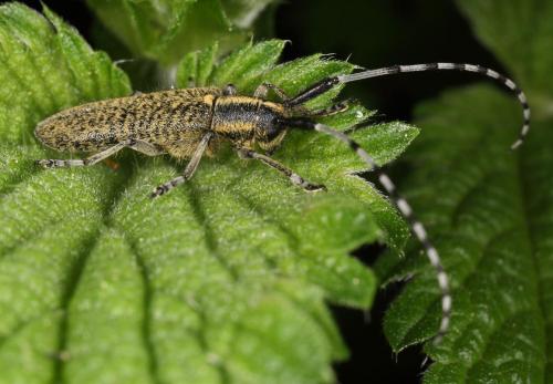 Réf. 70 249 : Agapanthia villosoviridescens