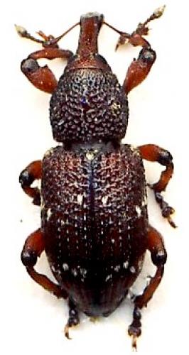 Réf. 70 814 : Hylobius transversovittatus