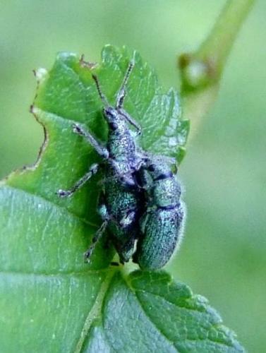 Phyllobius betulinus