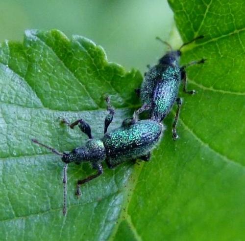 Phyllobius betulinus