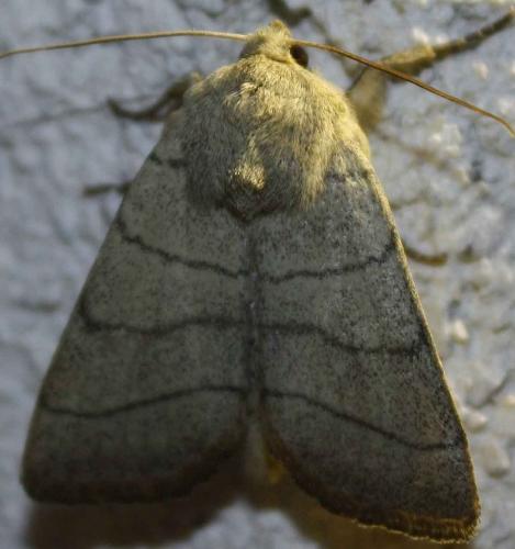 Réf. 70 014 : Charanyca trigrammica