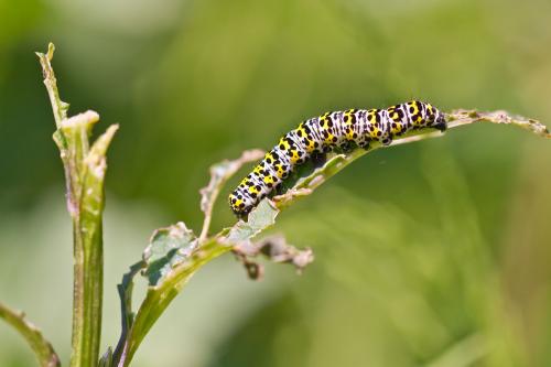 Cucullia verbasci
