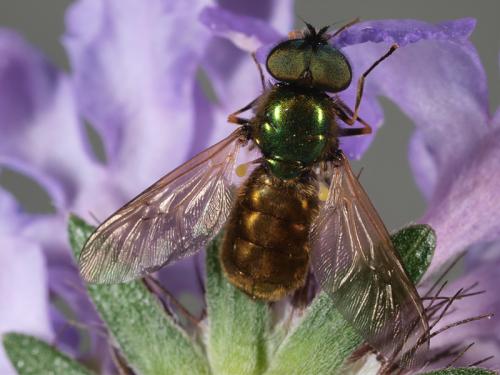 Chloromyia formosa