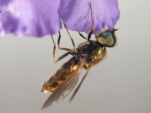 Réf. 70 118 : Chloromyia formosa