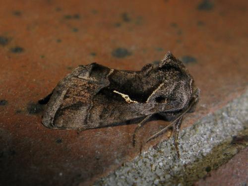Réf. 70 839 : Plusiinae inconnu