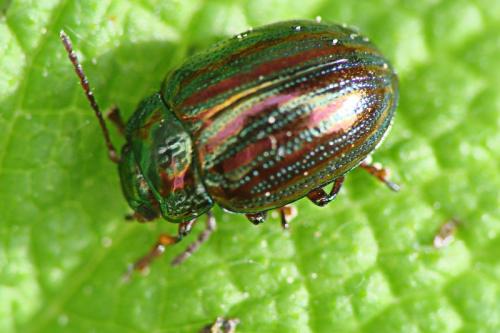 Chrysolina americana