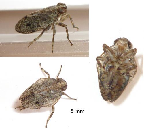 Réf. 70 645 : Issus sp.