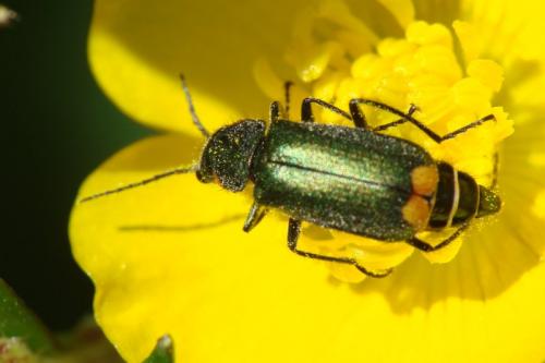 Réf. 70 299 : Clanoptilus elegans