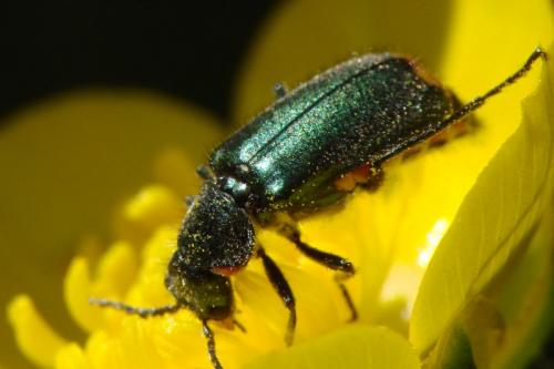 Réf. 70 300 : Clanoptilus elegans
