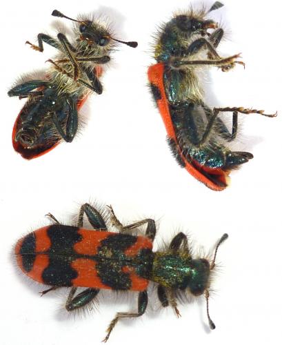 Réf. 70 760 : Trichodes alvearius