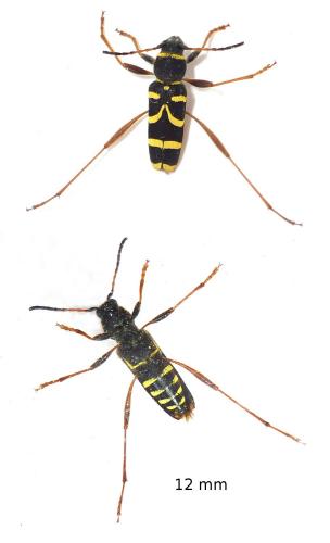 Clytus arietis