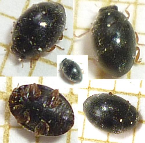 Scymnus rubromaculatus