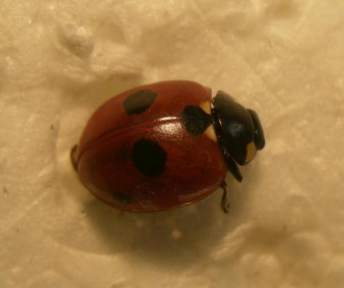Coccinella quinquepunctata