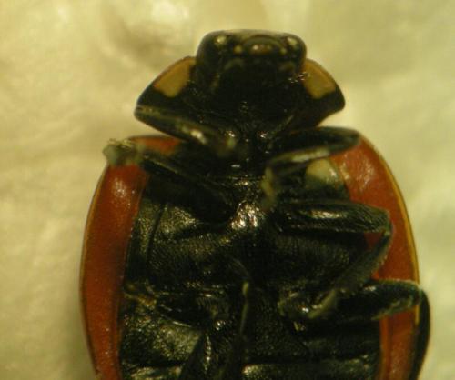 Coccinella quinquepunctata