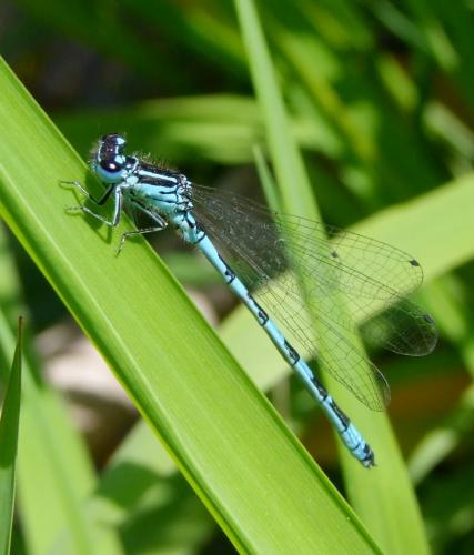 Réf. 70 427 : Coenagrion mercuriale
