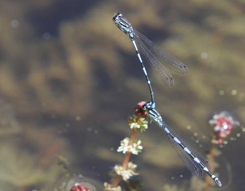 Réf. 70 381 : Coenagrion pulchellum