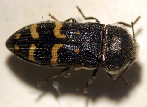 Réf. 70 527 : Acmaeoderella flavofasciata