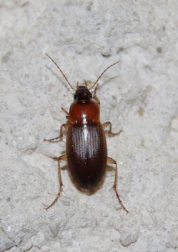 Réf. 70 218 : Calathus sp.