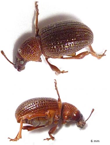 Otiorhynchus ovatus