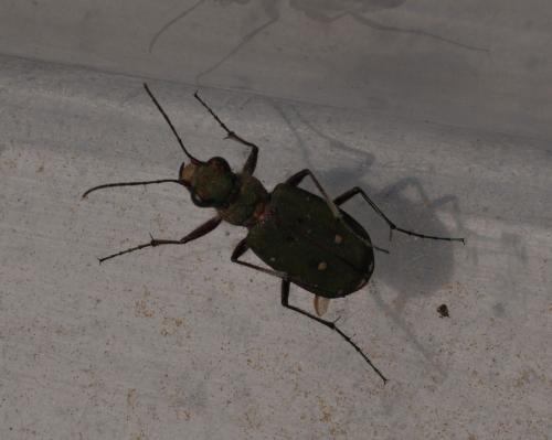 Cicindela campestris