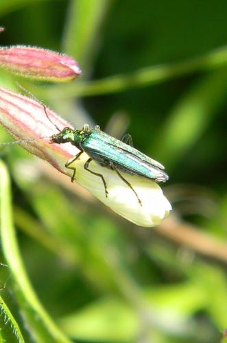 Oedemera nobilis