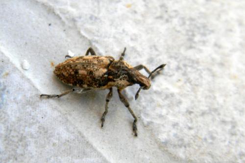 Réf. 70 123 : Pachycerus segnis