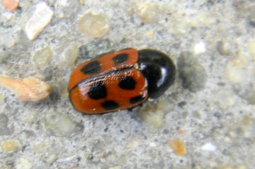 Cryptocephalus quadripunctatus
