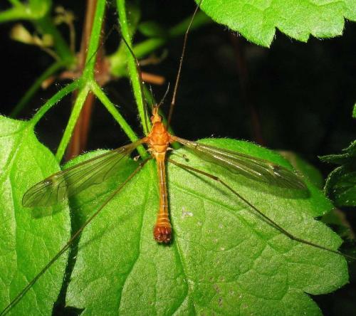 Tipula lunata