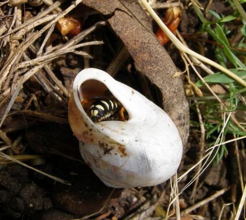 Réf. 70 599 : Rhodanthidium septemdentatum