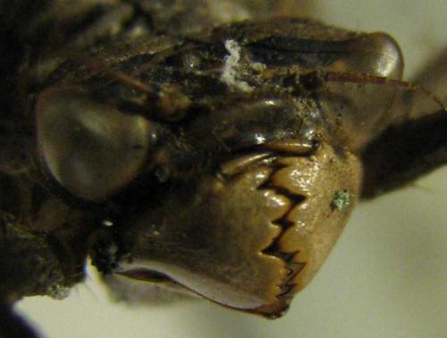 Cordulegaster boltonii