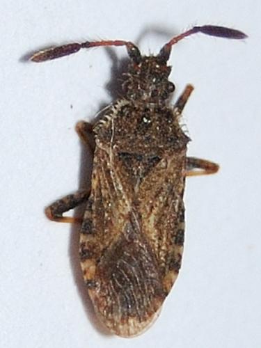 Réf. 70 208 : Strobilotoma typhaecornis