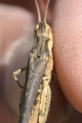 Chorthippus sp.
