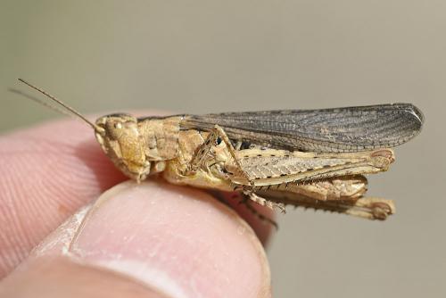 Chorthippus sp.