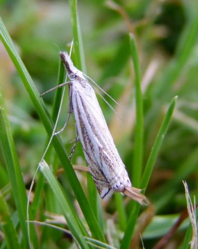 Réf. 70 568 : Crambus lathoniellus