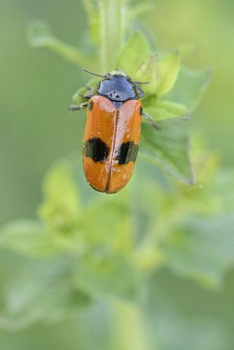 Réf. 70 903 : Clytra sp.