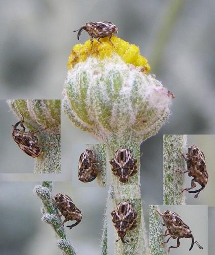Microplontus molitor