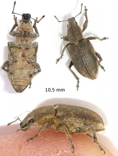 Réf. 70 798 : Tanymecus palliatus