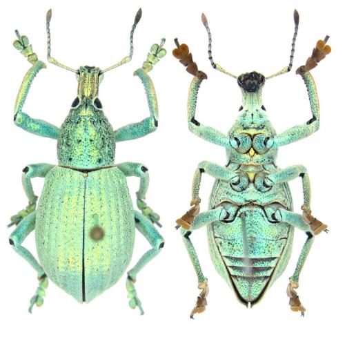 Rhinoscapha chlora