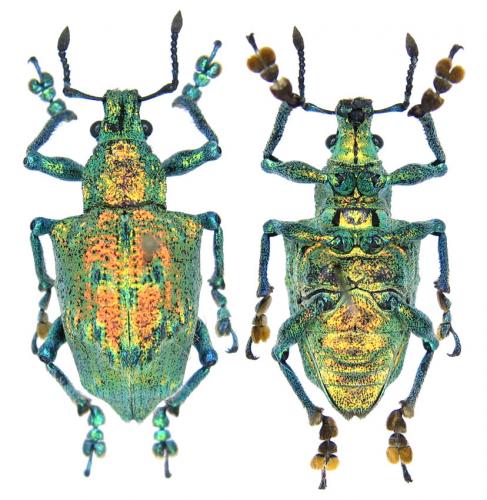 Réf. 70 512 : Briarius augustus