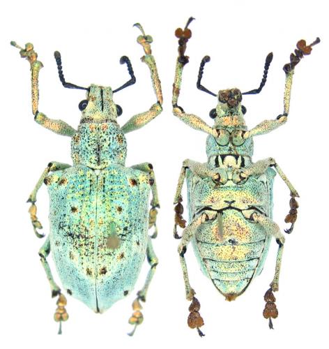Réf. 70 511 : Lamprocyphus germari
