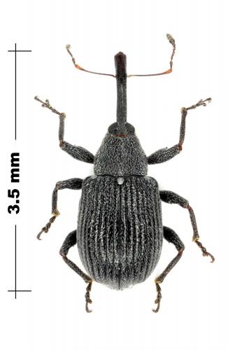 Réf. 70 008 : Anthonomus rubi