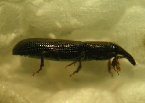 Cossonus linearis