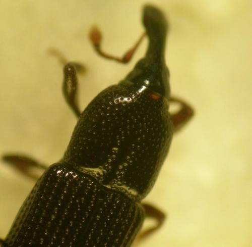 Cossonus linearis