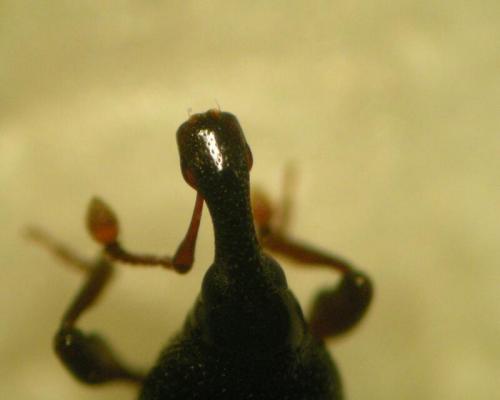 Cossonus linearis