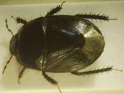 Aethus pilosus