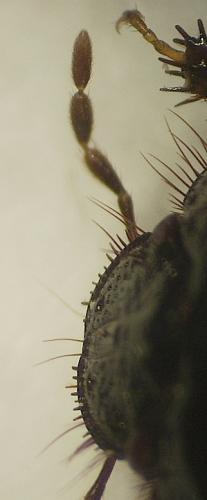 Aethus pilosus